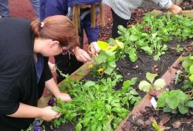 Maintaining a raised plant bed