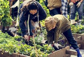 2 people growing veg in raised bed