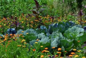 vegetables growing