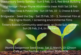 Seed swap flyer with 3 seedlings