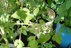 Crops growing in containers