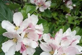 apple blossom in community orchard in Somerset